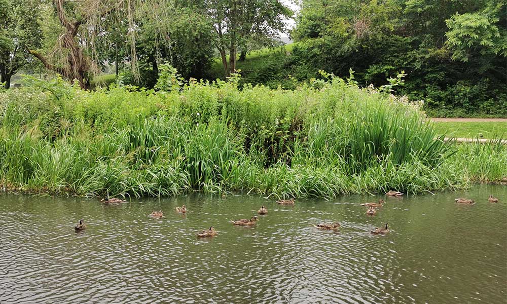 Cwmbran Boating Lake, Torfaen