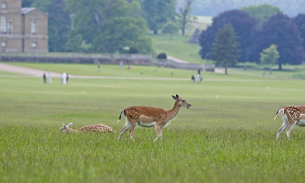 Holkham Park, Norfolk