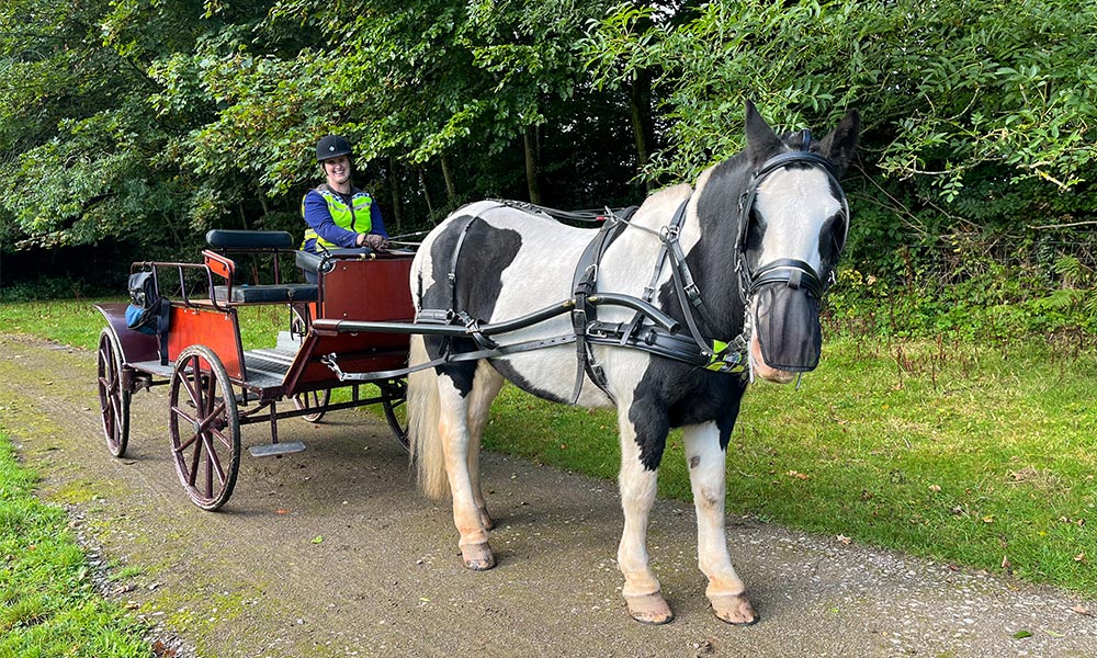 Horse-drawn carriage&nbsp;