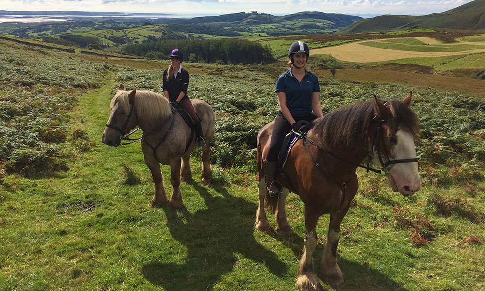 Cumbria Heavy Horses