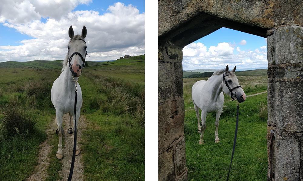 horse on the Pennine Bridleway loop&nbsp;