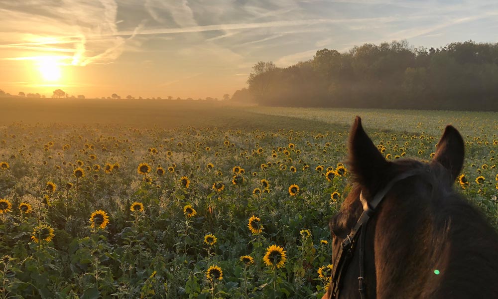 horse ride sunflowers&nbsp;