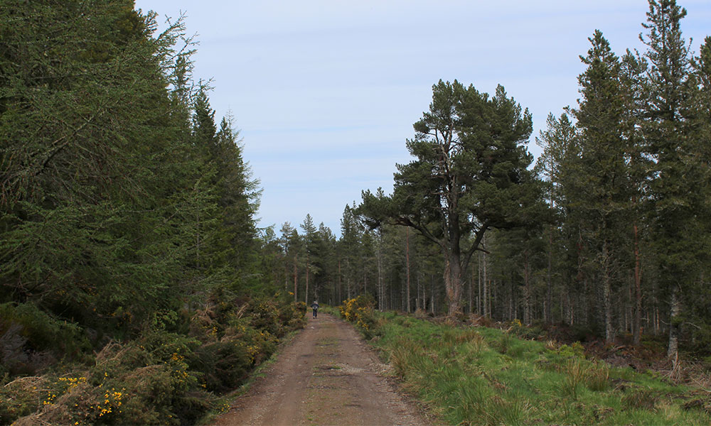 Lamington Park Ross and Cromarty