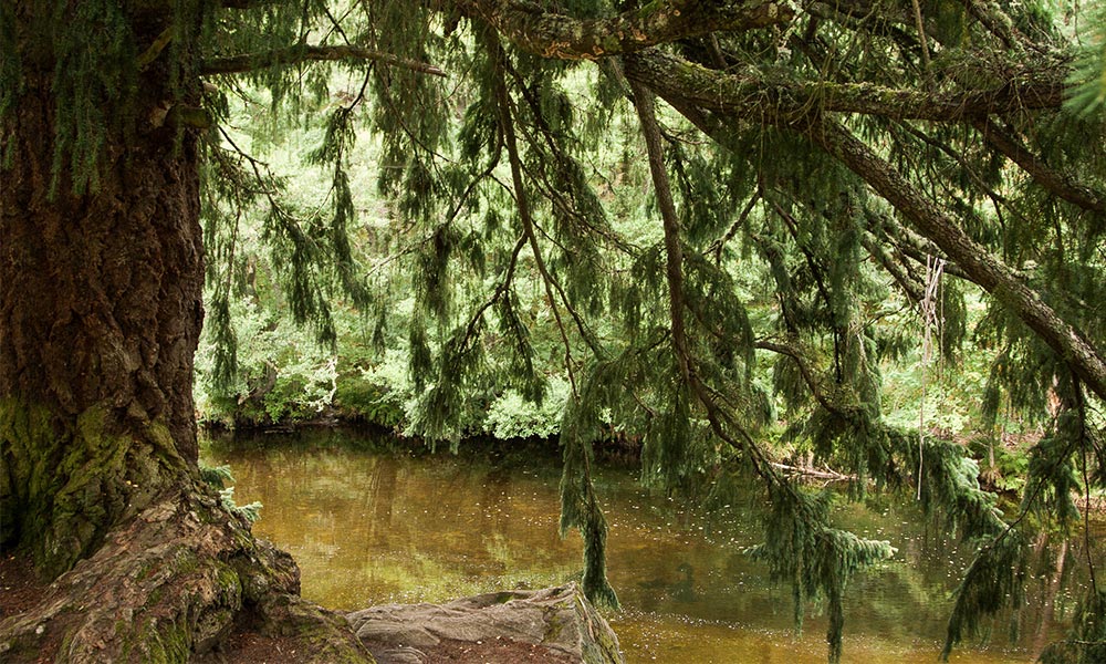 ​Feshiebridge wild swimming Cairngorms