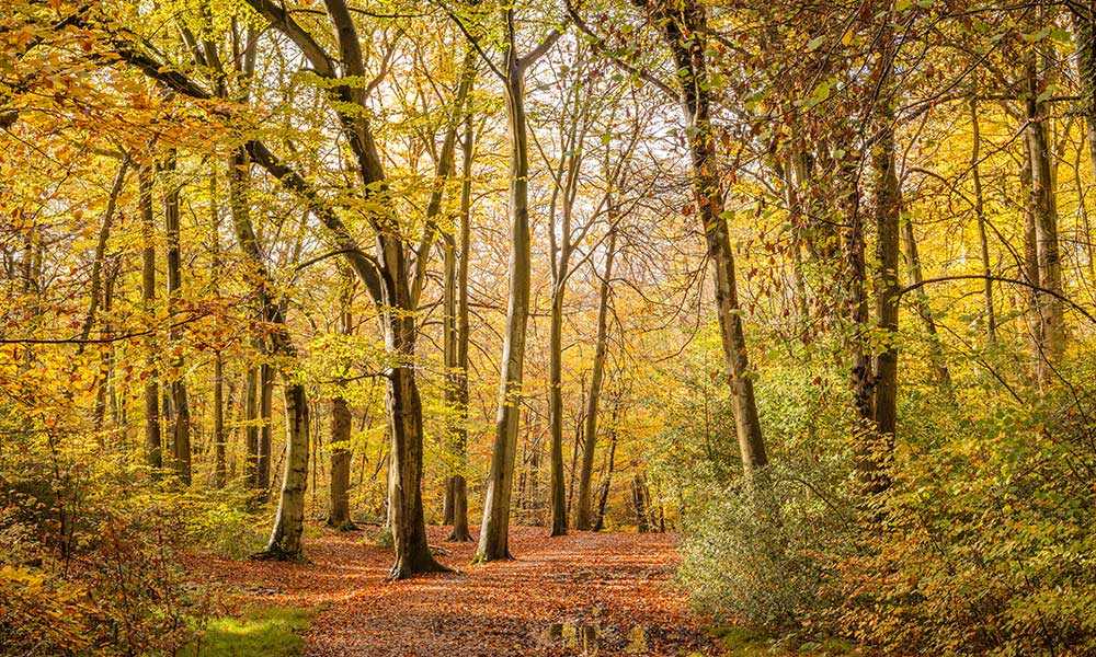 Burnham Beeches National Nature Reserve
