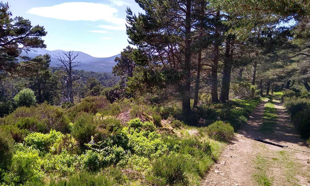 Glen Tanar, Cairngorms National Park&nbsp;
