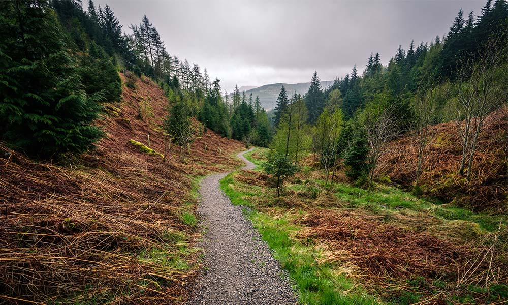 Whinlatter Forest Park, Cumbria