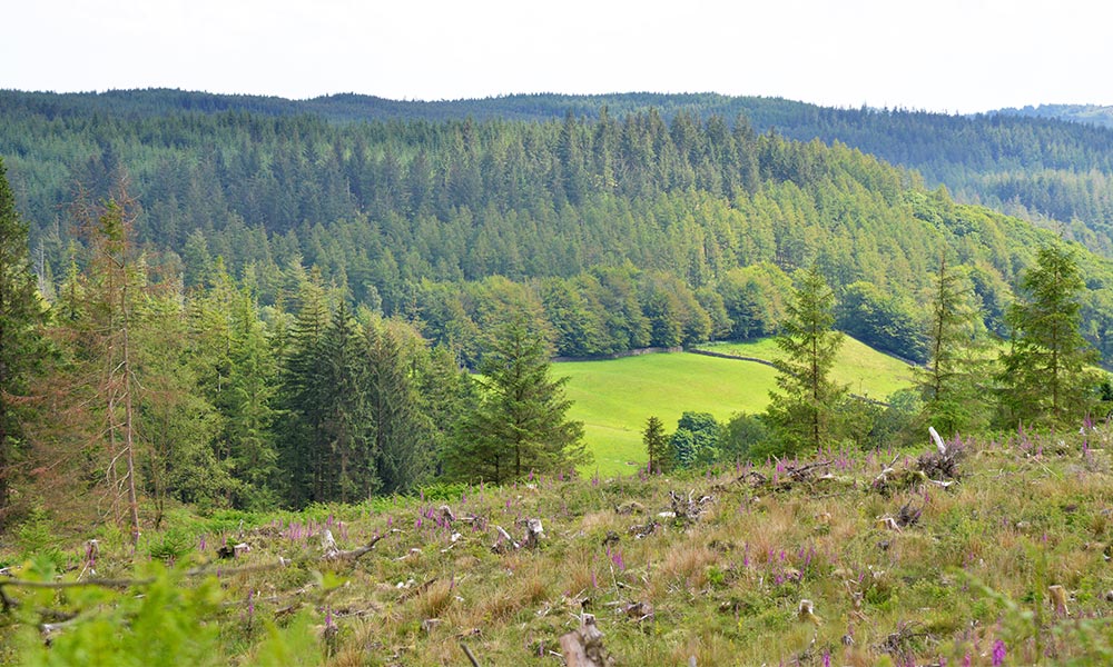 Grizedale Forest Lake District