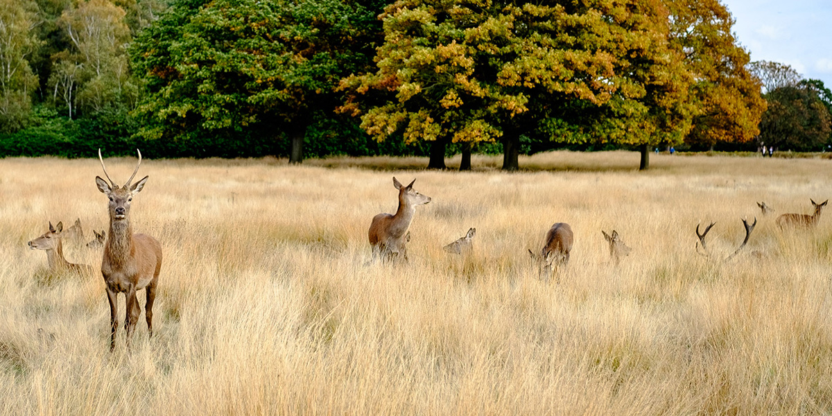 Deer in Richmond Park