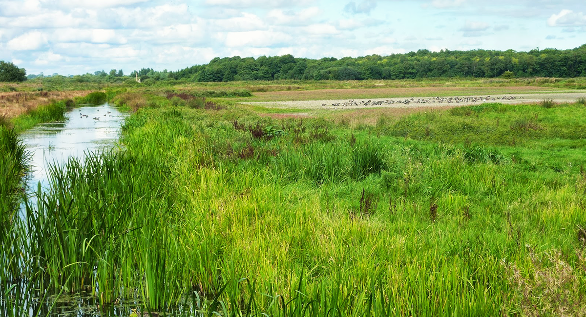 Buckenham Marshes (RSPB)
