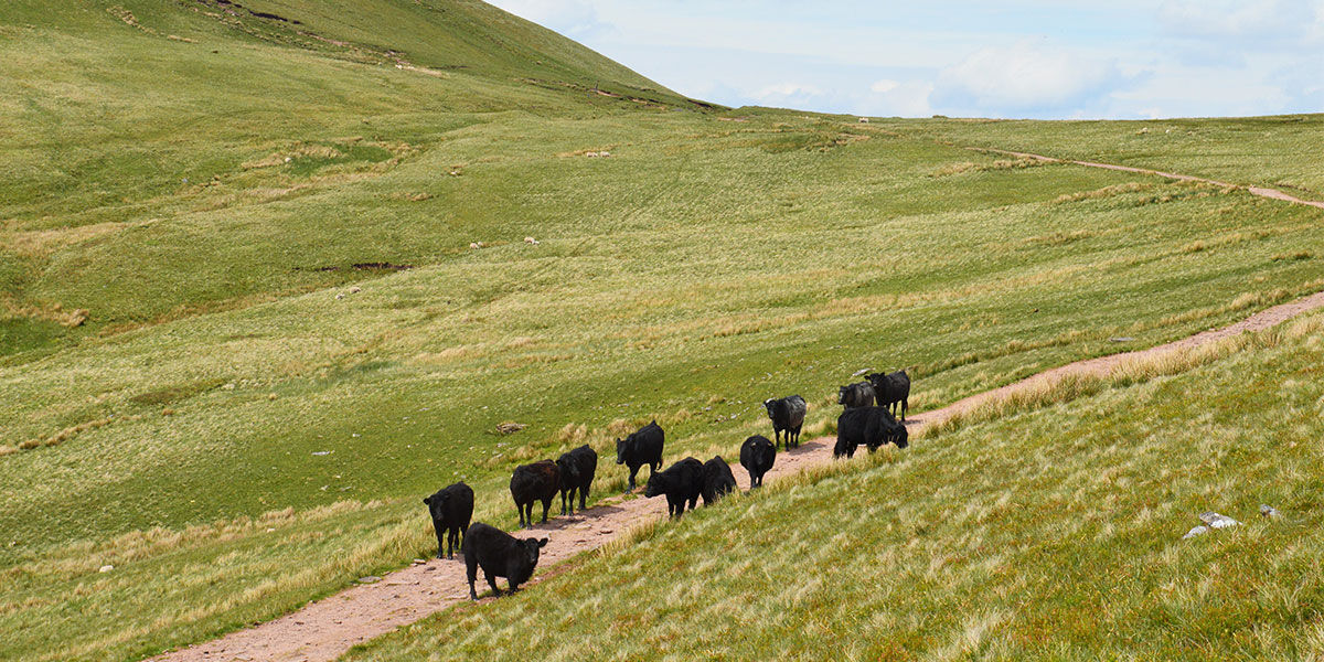 Group of cows on hilllside