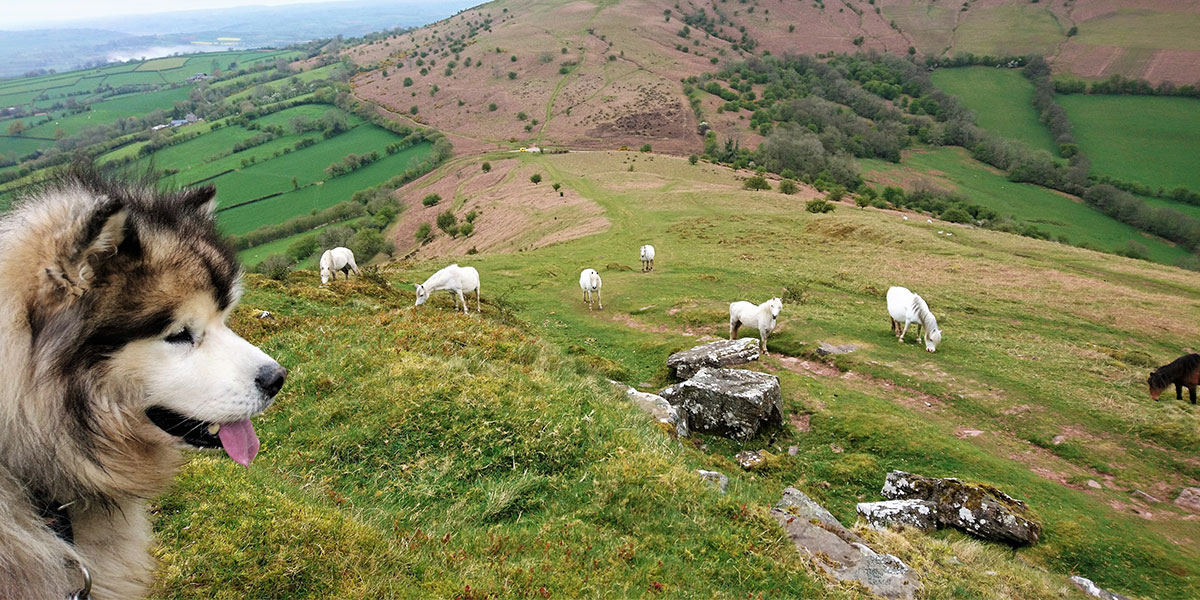 Dog near livestock in countryside
