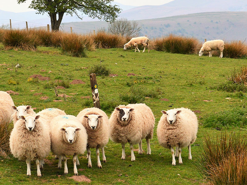Sheep grazing in field