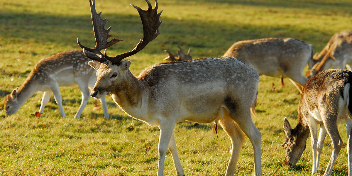 Deer in Richmond Park