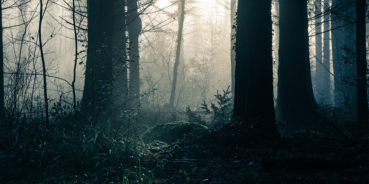 Scary forest