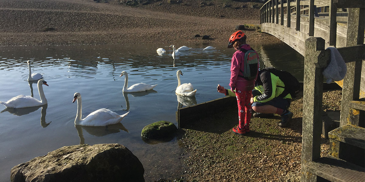 Swans in the estuary