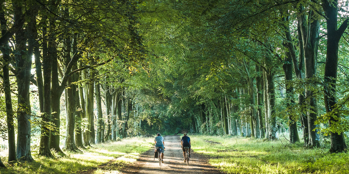 Broad Drive, Grovely Woods and the Harrow Way