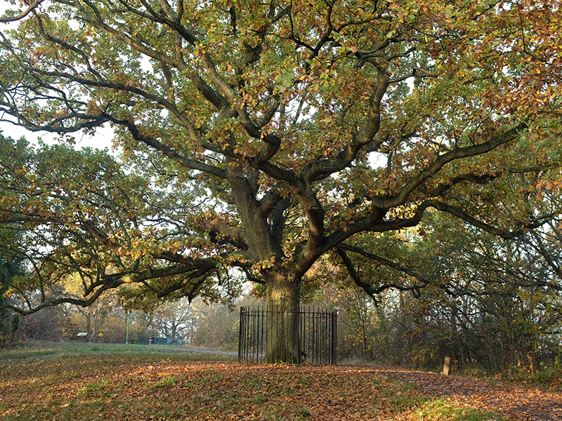 The Oak Tree