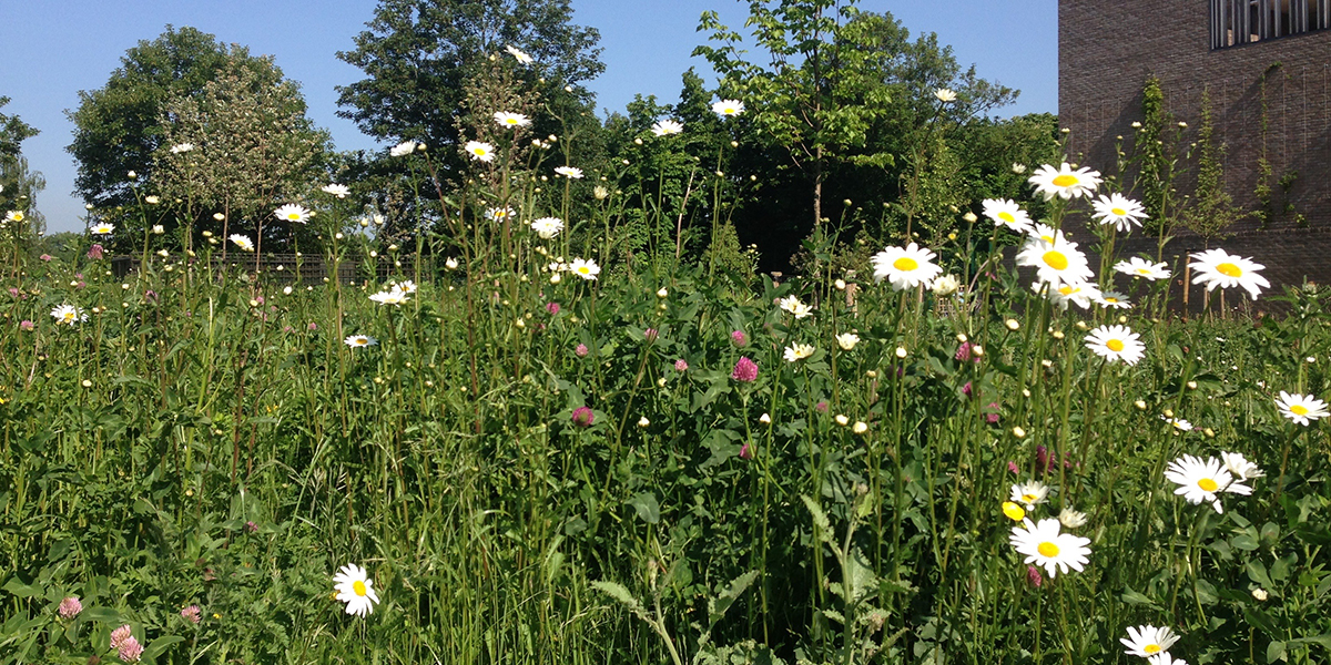 On the way to Putney Lower Common along Lower Richmond Road