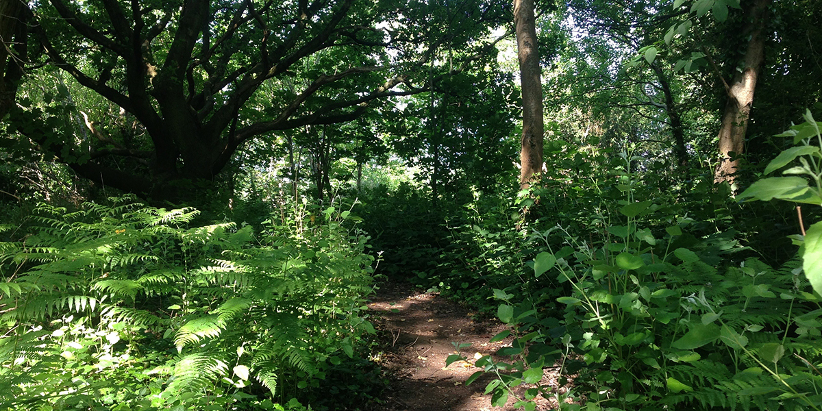 Gateway into the Woodlands