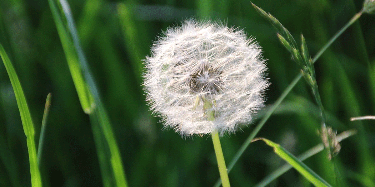 Dandelion