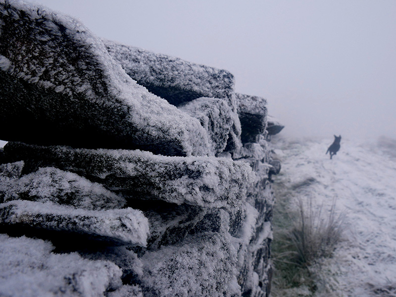 Labrador Nellie running along frosty path