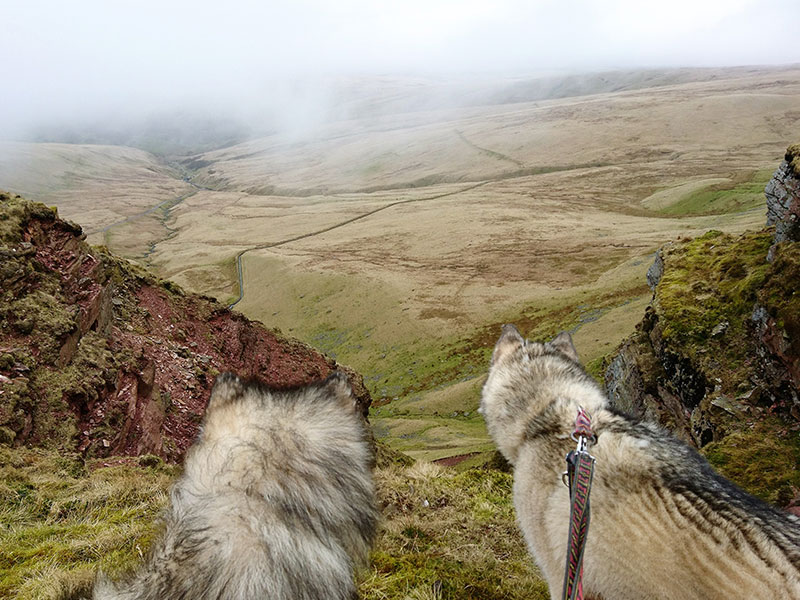 Dogs looking out to view