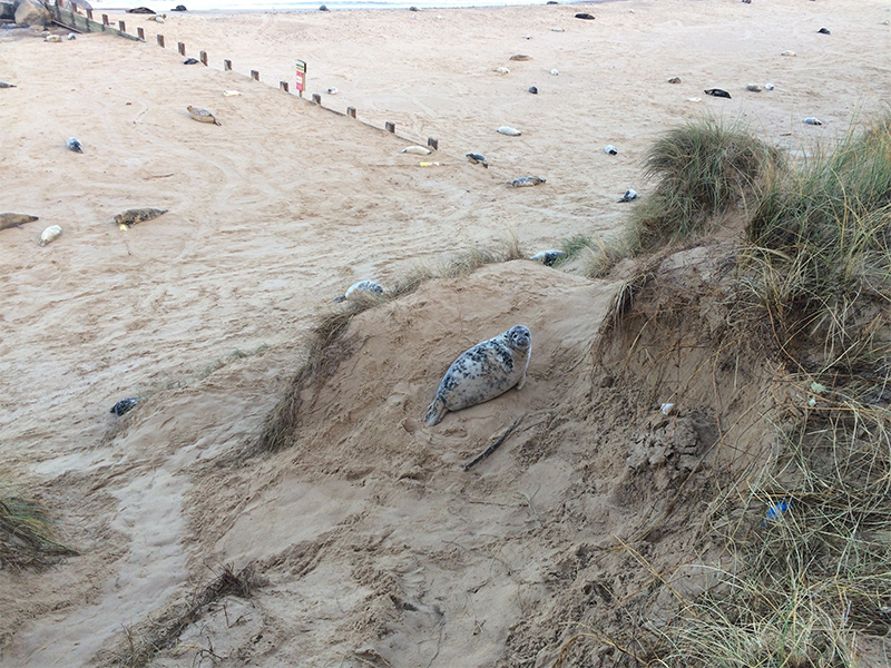Seals at Horsey