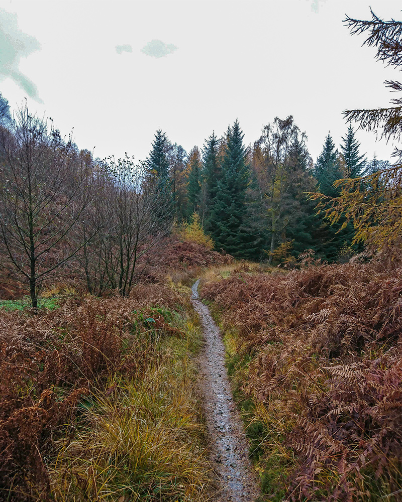 Single track winding paths