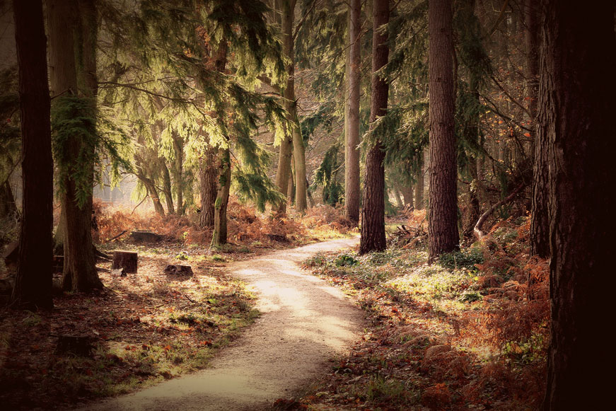 New Forest by Louise Godwin. Taken from the cover of OS Explorer map OL22