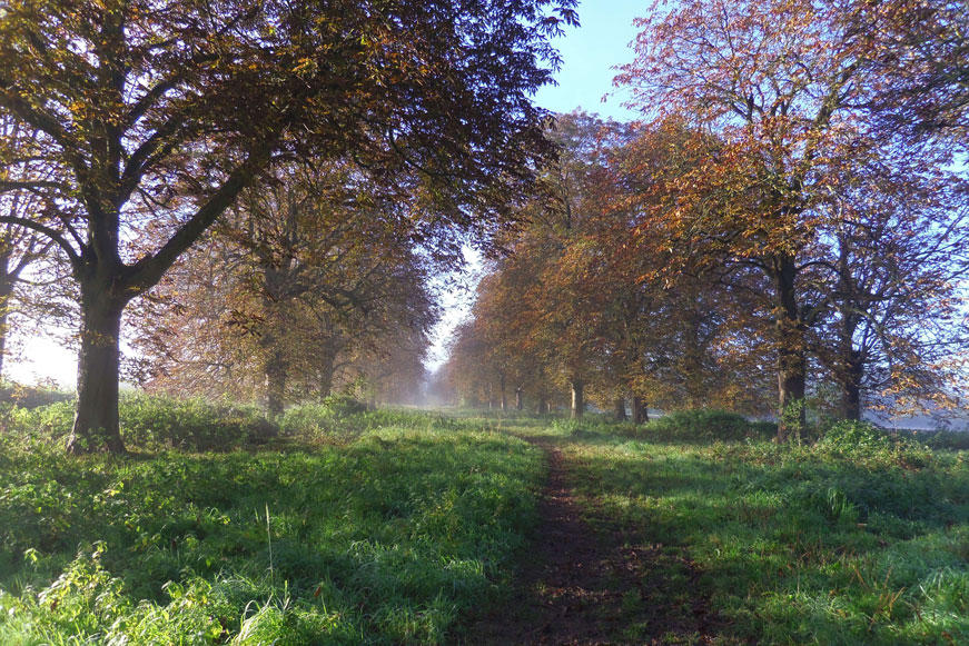 South Downs near Horsham by Tania. Taken from the cover of OS Explorer map OL34.