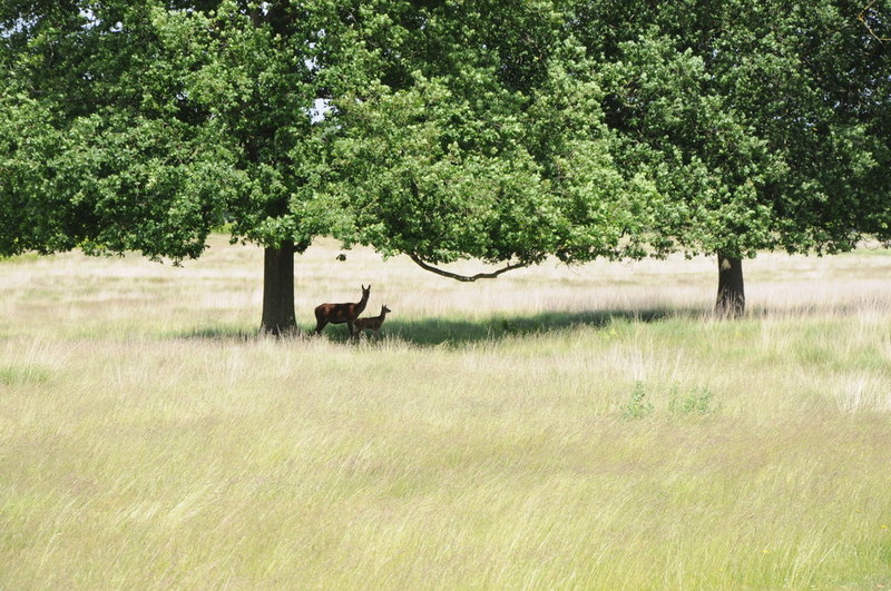 Deer and fawn, Richmond Park - © Philip Halling via Geograph (Creative Commons)