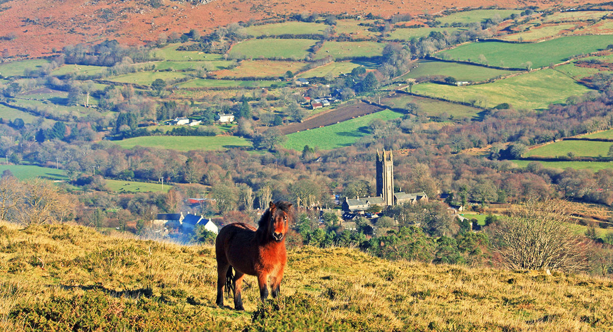 Dartmoor pony