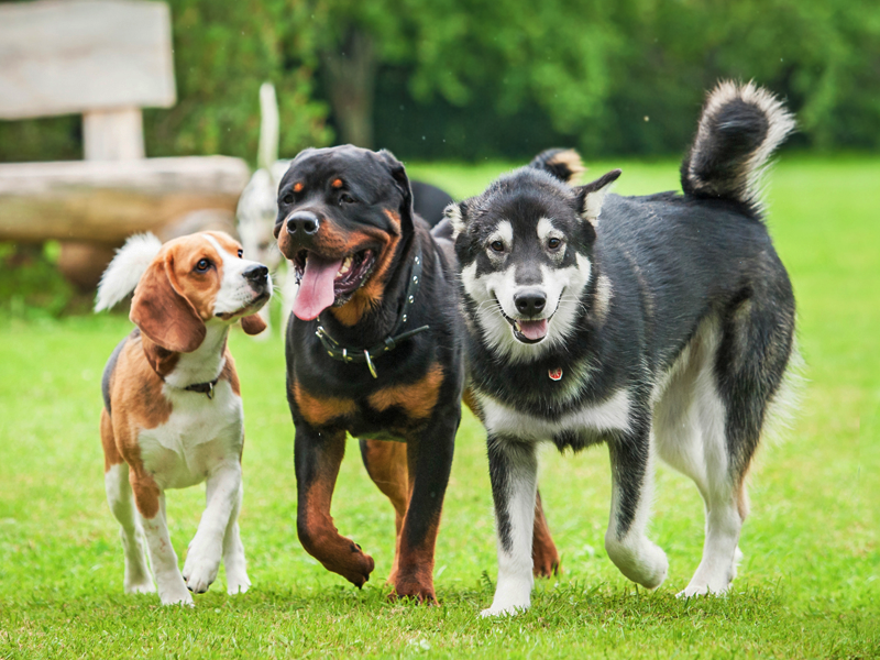 Dogs walking in park