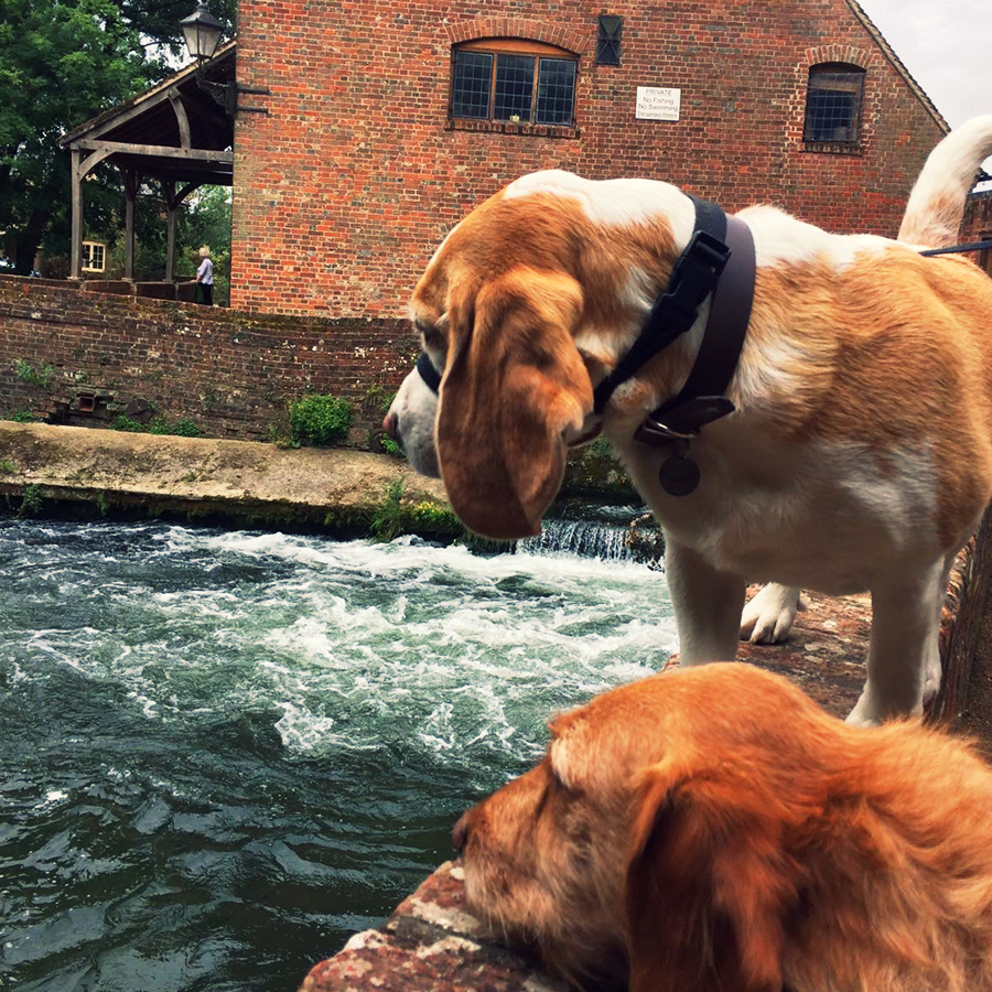 Teddy and Rio looking for their salmon dinner!