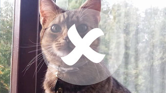 Your pet? Best shared on Facebook